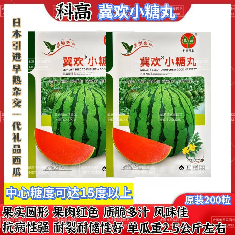 冀欢小糖丸西瓜种子高糖早熟抗病耐裂礼品西瓜种子高端小西瓜