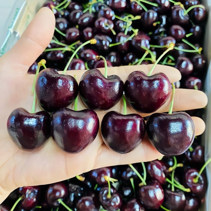 车厘子5斤樱桃新鲜水果当季顺丰包邮孕妇果桑提娜一件
