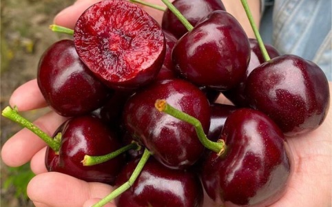 桑提娜产地货源批发价格行情