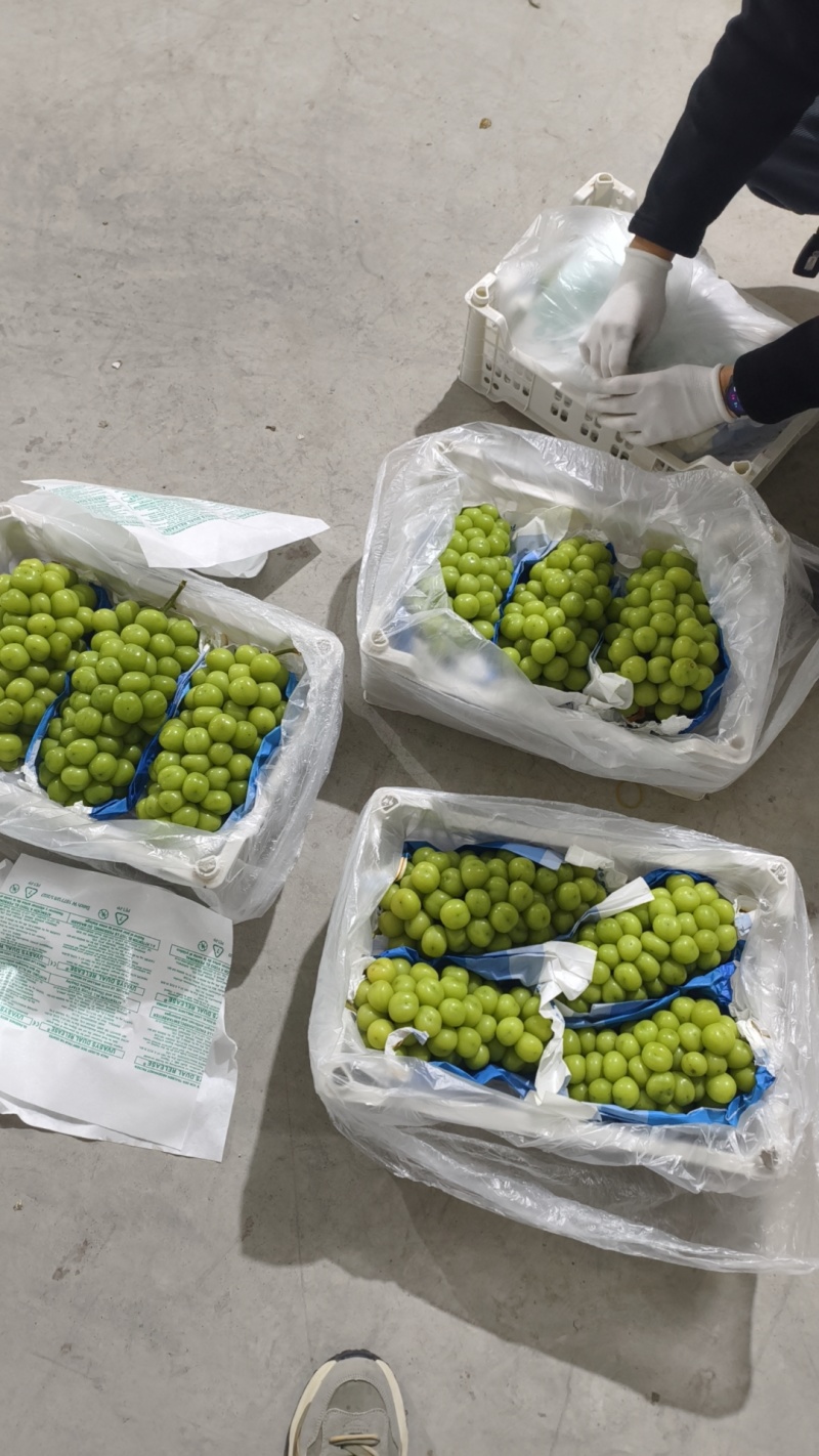 阳光玫瑰葡萄大量供应，要高性价比货的，联系我，