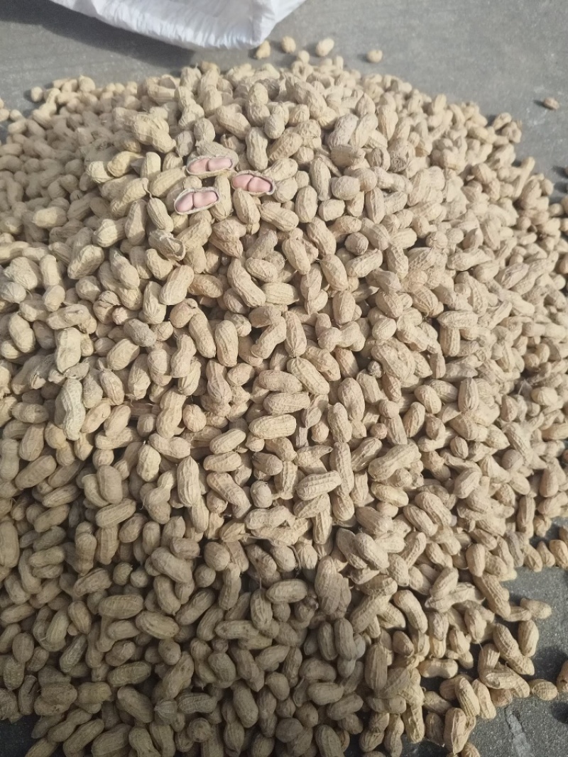 精品花生，产地直销，大量有货，质量保证，可视频看货