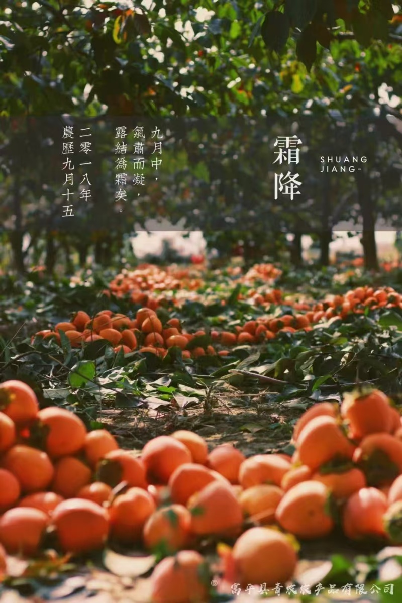 【推荐】陕西富平柿饼一件代发，规格齐全，品质保证，量大从优
