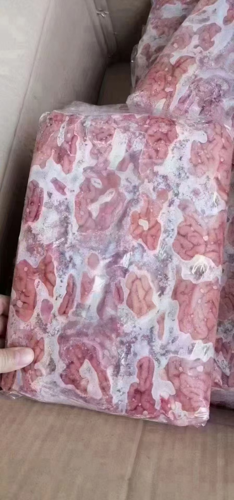 精品对脑。羊脑，汤锅专用，每天新鲜加工。