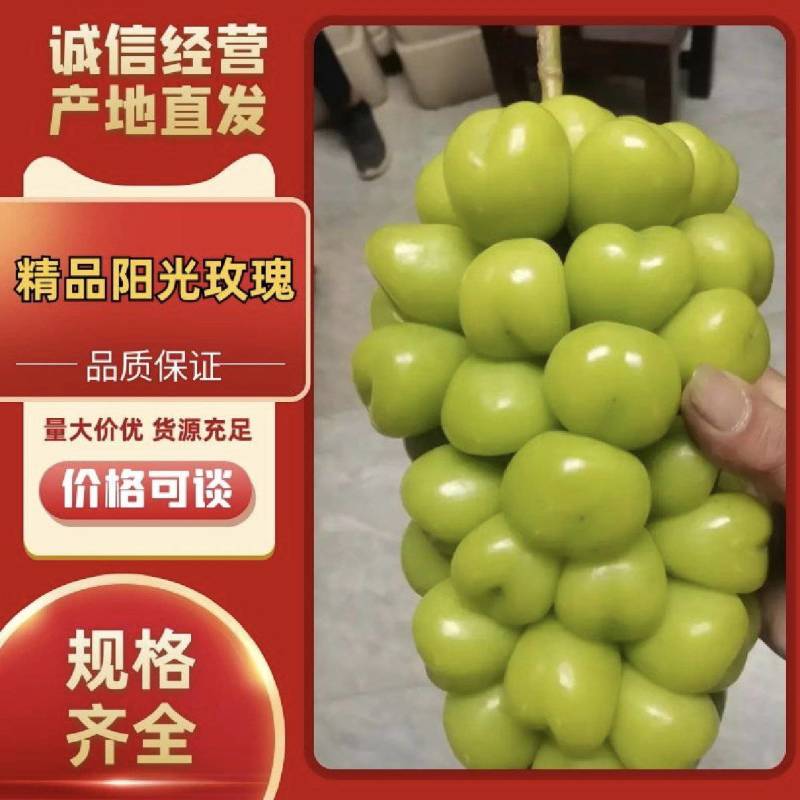 阳光玫瑰葡萄大量供应，要高性价比货的，联系我，