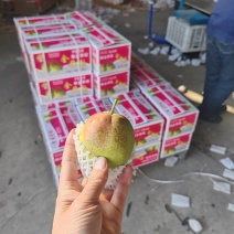 精品礼盒香梨！产地发货！质量保障服务全国各地客商！