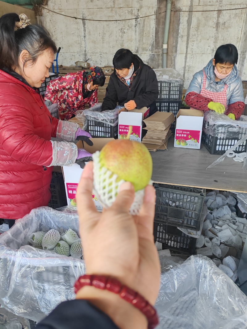 精品礼盒香梨！产地发货！质量保障服务全国各地客商！