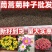 茼蒿菊种子菊花籽室外陆地庭院街道绿化春夏播种简单易种易活