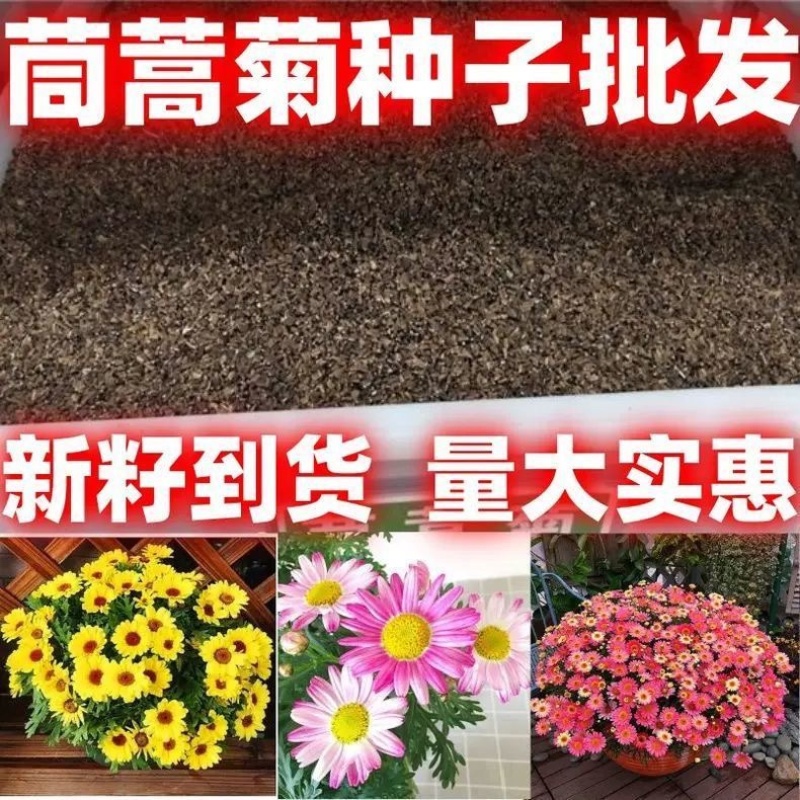 茼蒿菊种子菊花籽室外陆地庭院街道绿化春夏播种简单易种易活