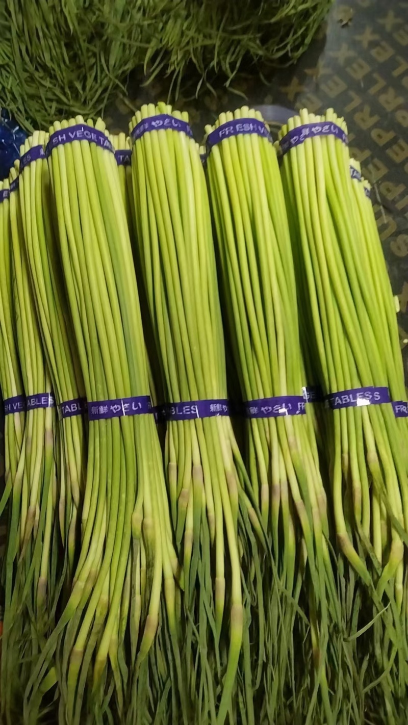 【人气旺】河南蒜薹货量大冷库打冷已打捆可以装袋赶集办年货