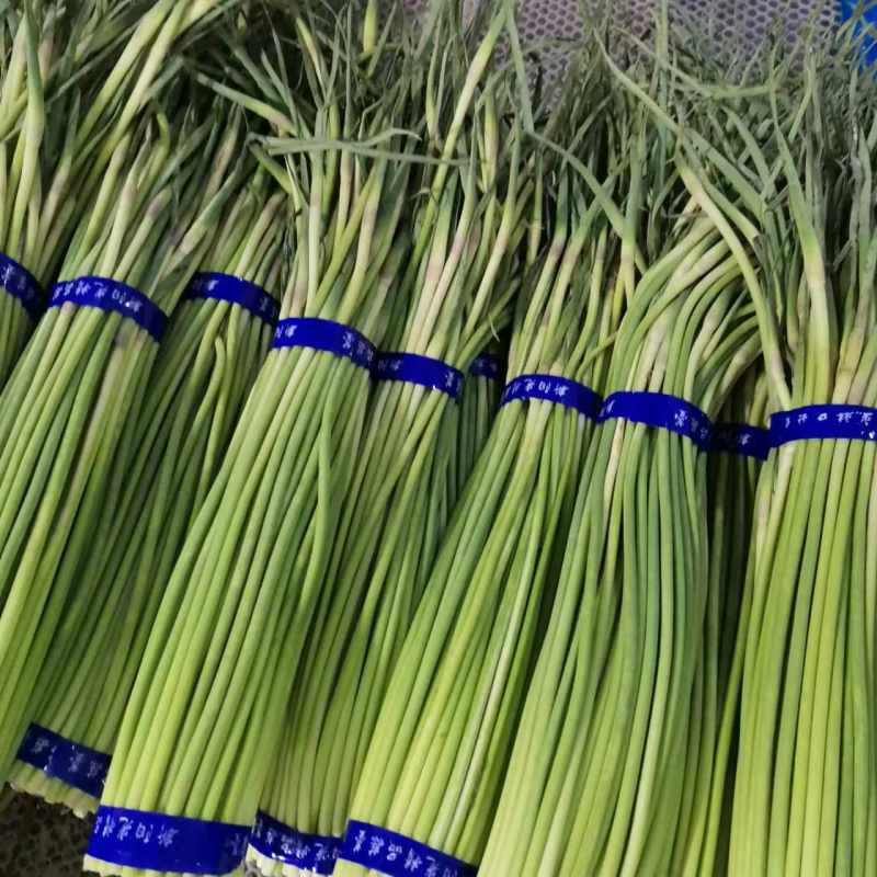 【人气旺】河南蒜薹货量大冷库打冷已打捆可以装袋赶集办年货