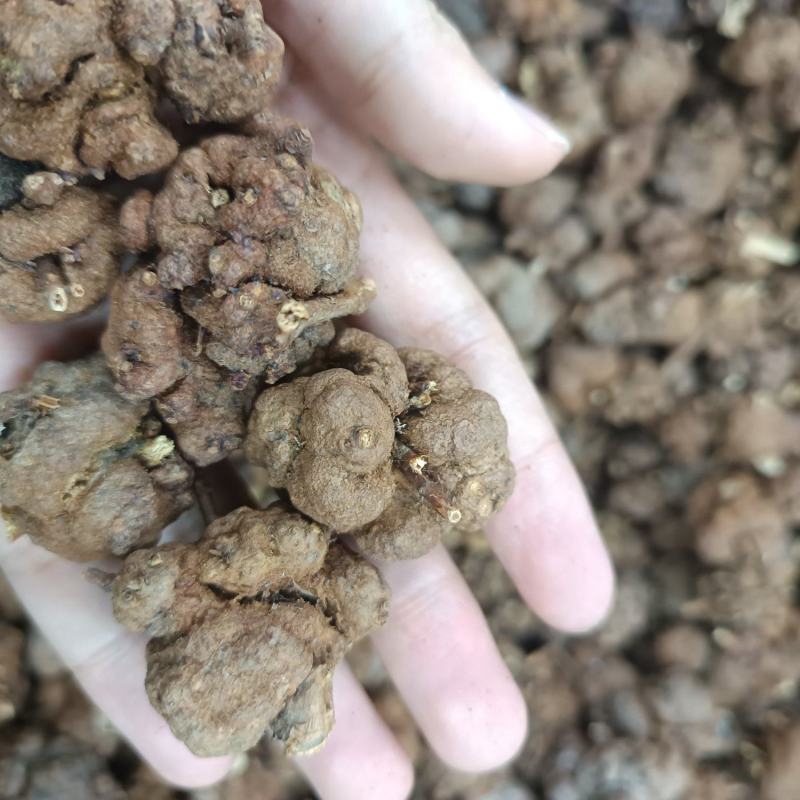 云南消留果黄花香果香树瘤消留过路黄寄生消流