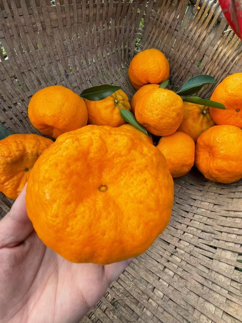 【推荐】椪柑精品椪柑大量上市柑中翘楚好吃不贵量大优惠