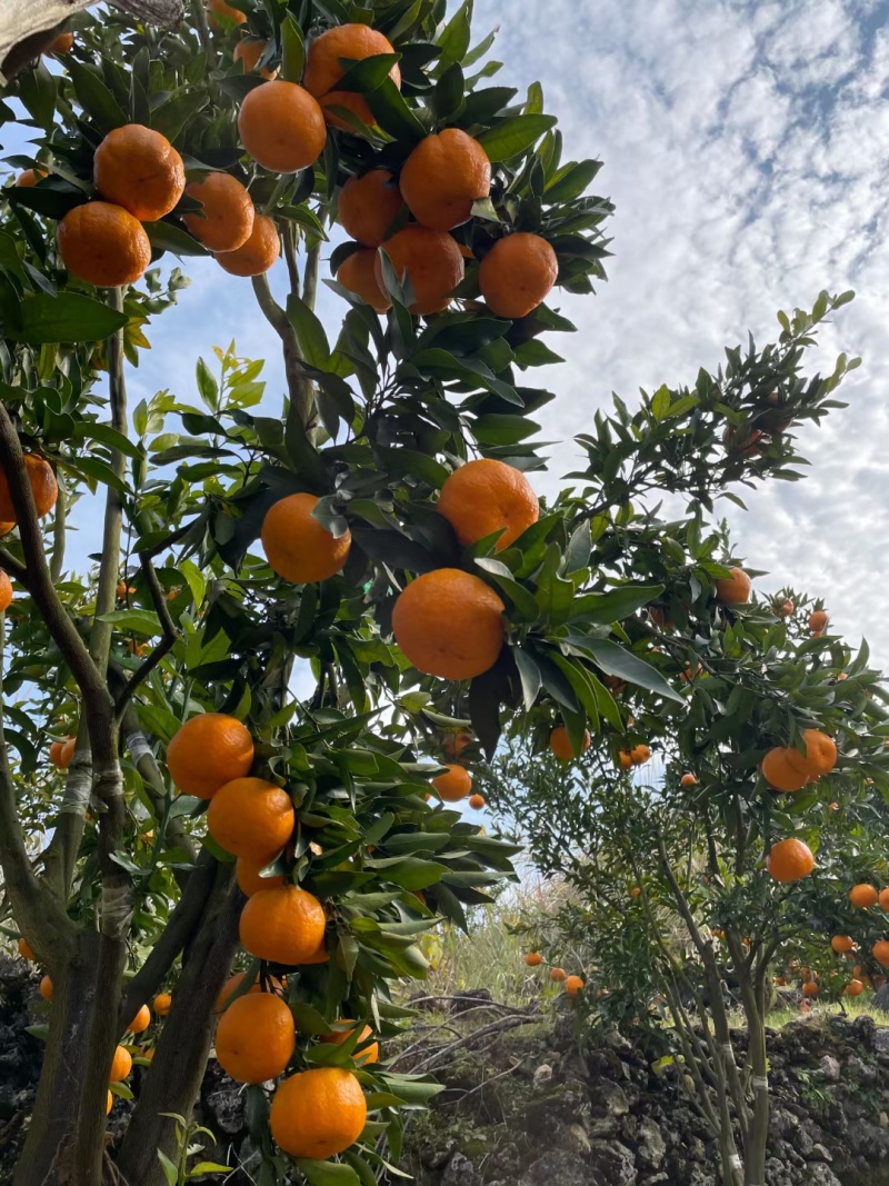 【推荐】椪柑精品椪柑大量上市柑中翘楚好吃不贵量大优惠