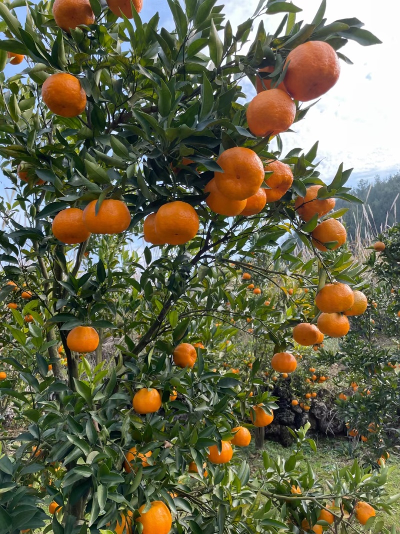 【推荐】椪柑精品椪柑大量上市柑中翘楚好吃不贵量大优惠
