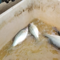 鲈鱼