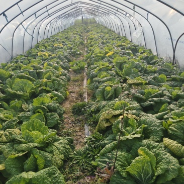 临泉县大白菜