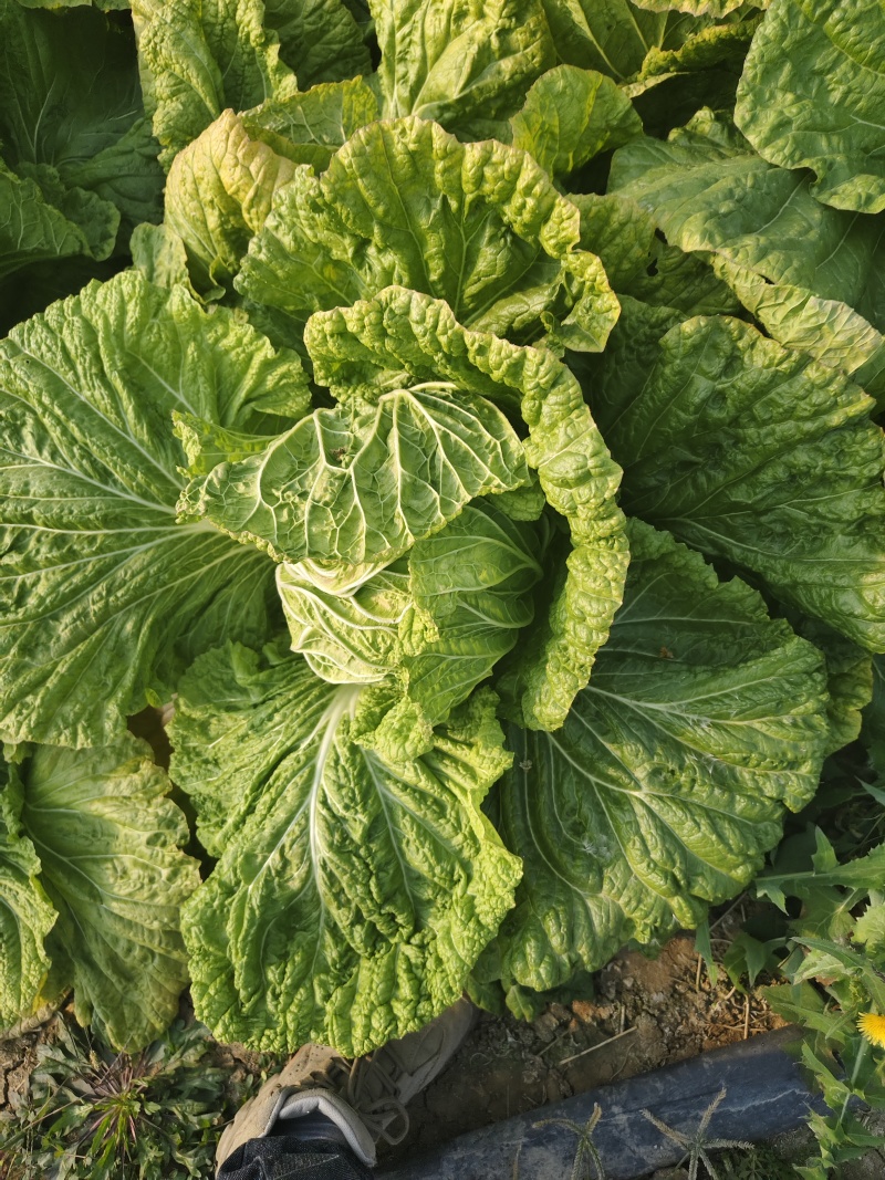 临泉县大白菜