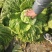 临泉县大白菜