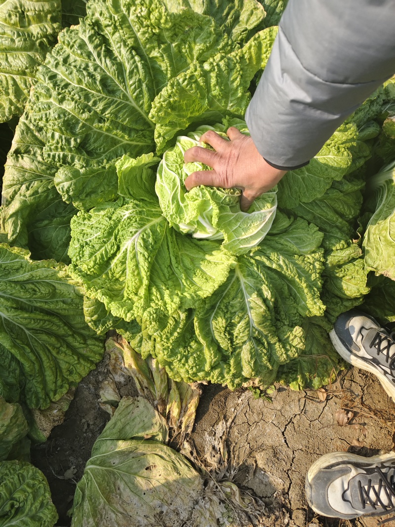 临泉县大白菜