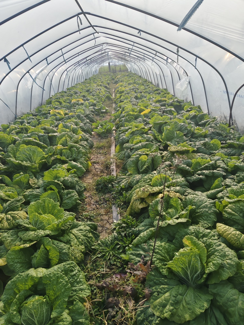 临泉县大白菜