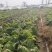 临泉县大白菜
