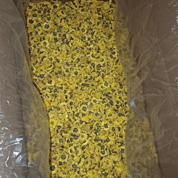 云台冰菊价格优惠保障品质1斤起都能走