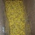 云台冰菊价格优惠保障品质1斤起都能走