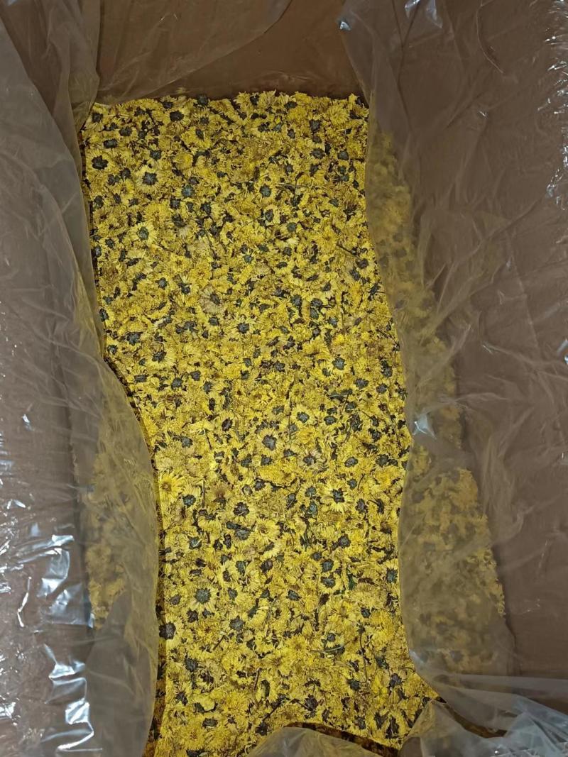 云台冰菊价格优惠保障品质1斤起都能走