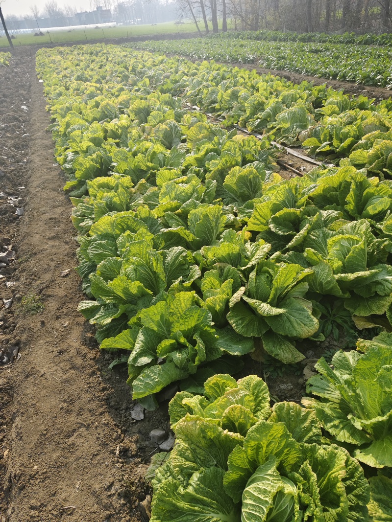 临泉县大白菜