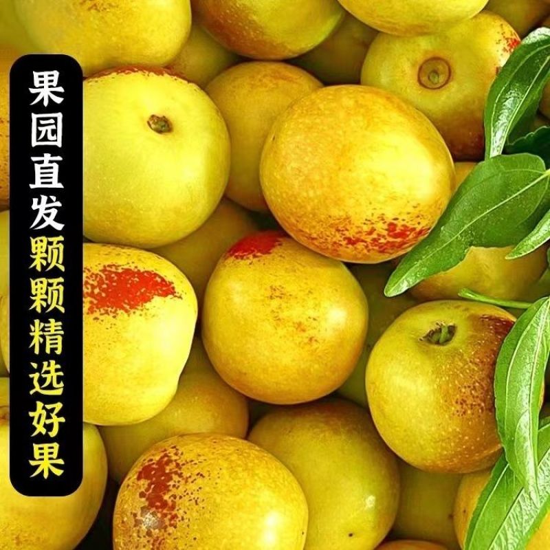 【超甜】正宗山东沾化冬枣新鲜脆枣特大果当季水果孕妇代发