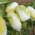 现有大量大娃娃菜出售，价格便宜，质量好，无干叶，无烧心