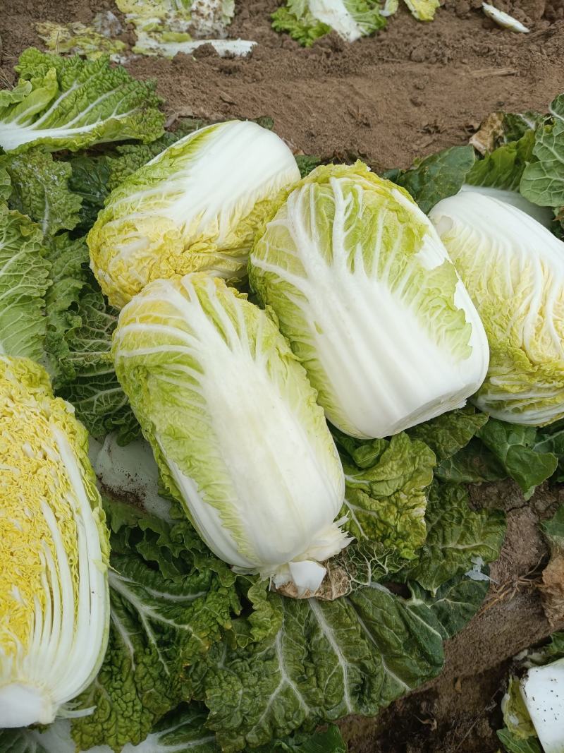 现有大量大娃娃菜出售，价格便宜，质量好，无干叶，无烧心