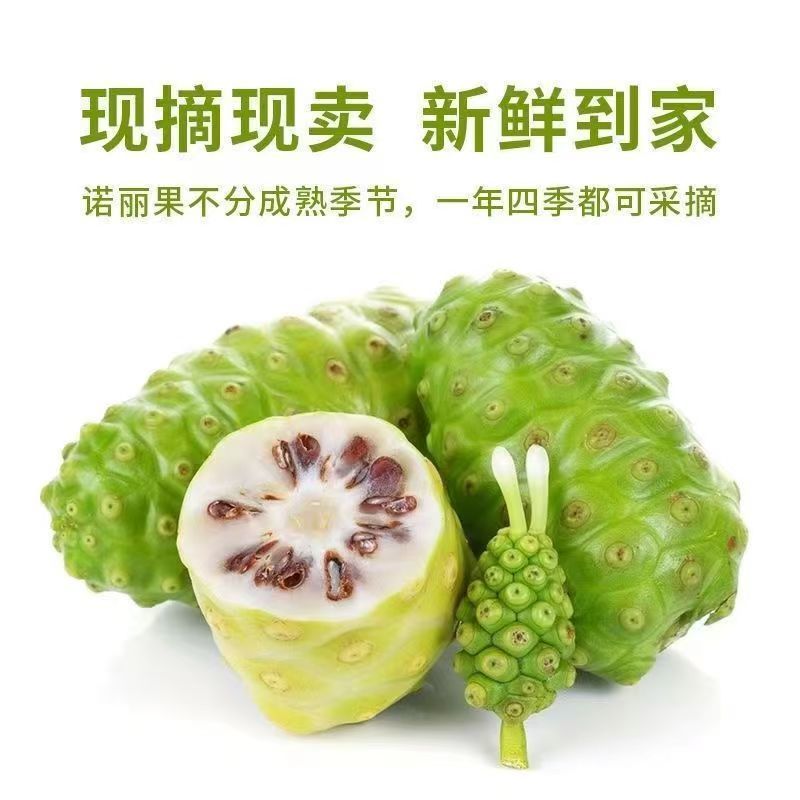 诺丽果新鲜海南水果现摘现发诺尼果煮水炖汤2斤包邮