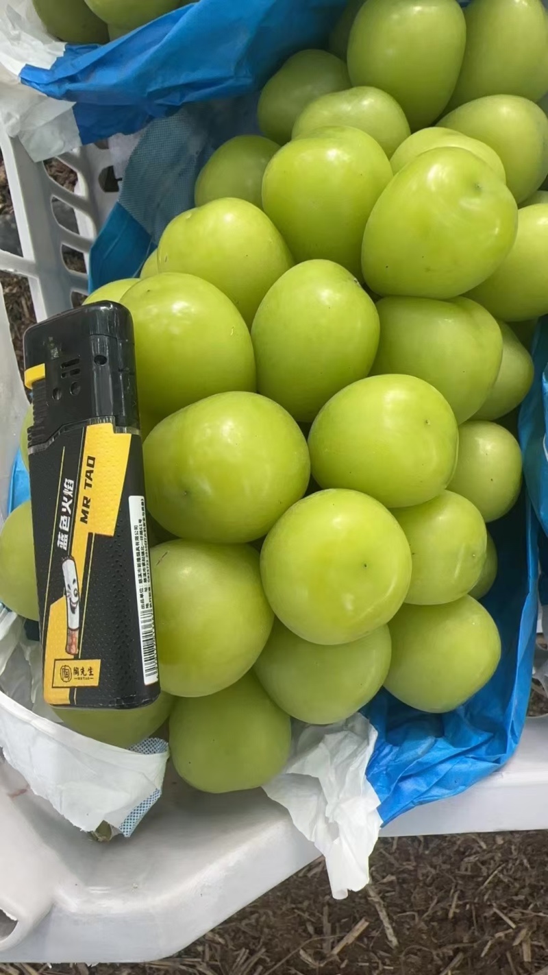精品阳光玫瑰晴王河北产区鲜果大量上市价格便宜