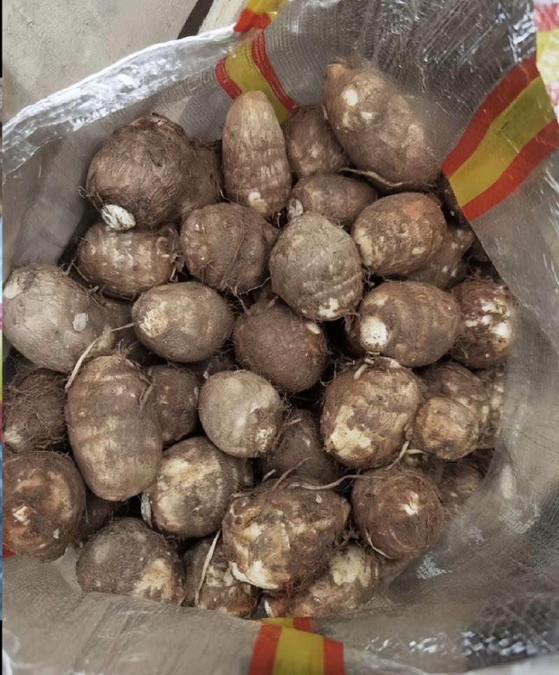 【市场电商工厂优选】山东8520毛芋头产地规格齐全品质