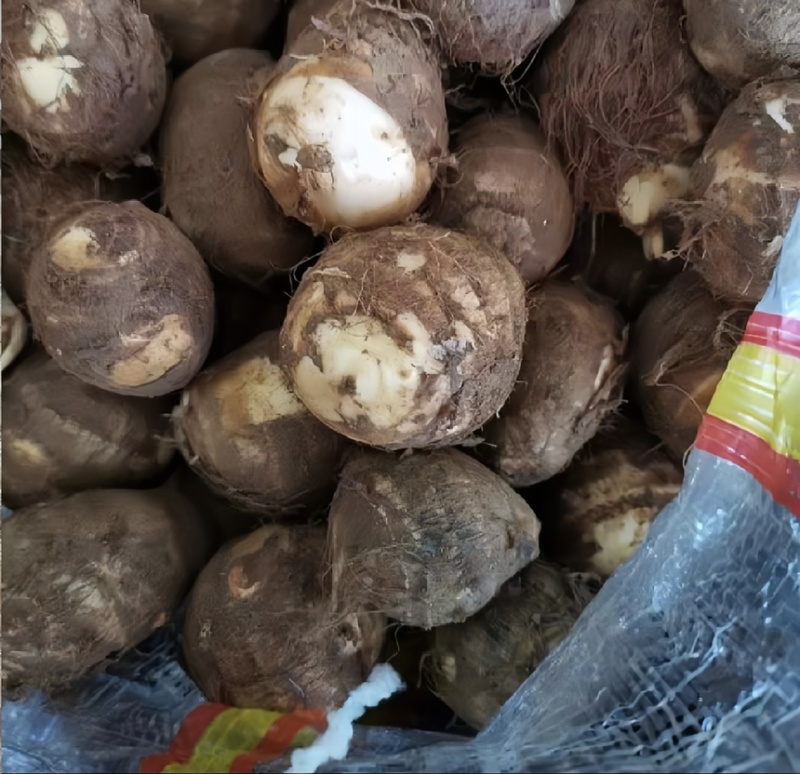 【市场电商工厂优选】山东8520毛芋头产地规格齐全品质