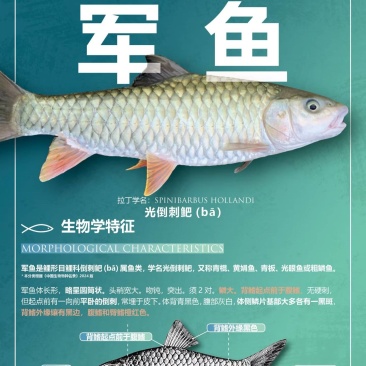 精选军鱼苗渔场直供，技术指导，量大优惠。存活率保障
