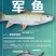 精选军鱼苗渔场直供，技术指导，量大优惠。存活率保障