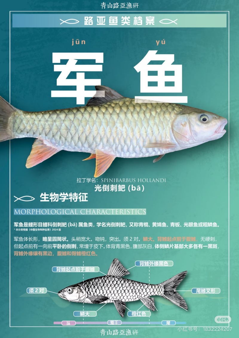 精选军鱼苗渔场直供，技术指导，量大优惠。存活率保障