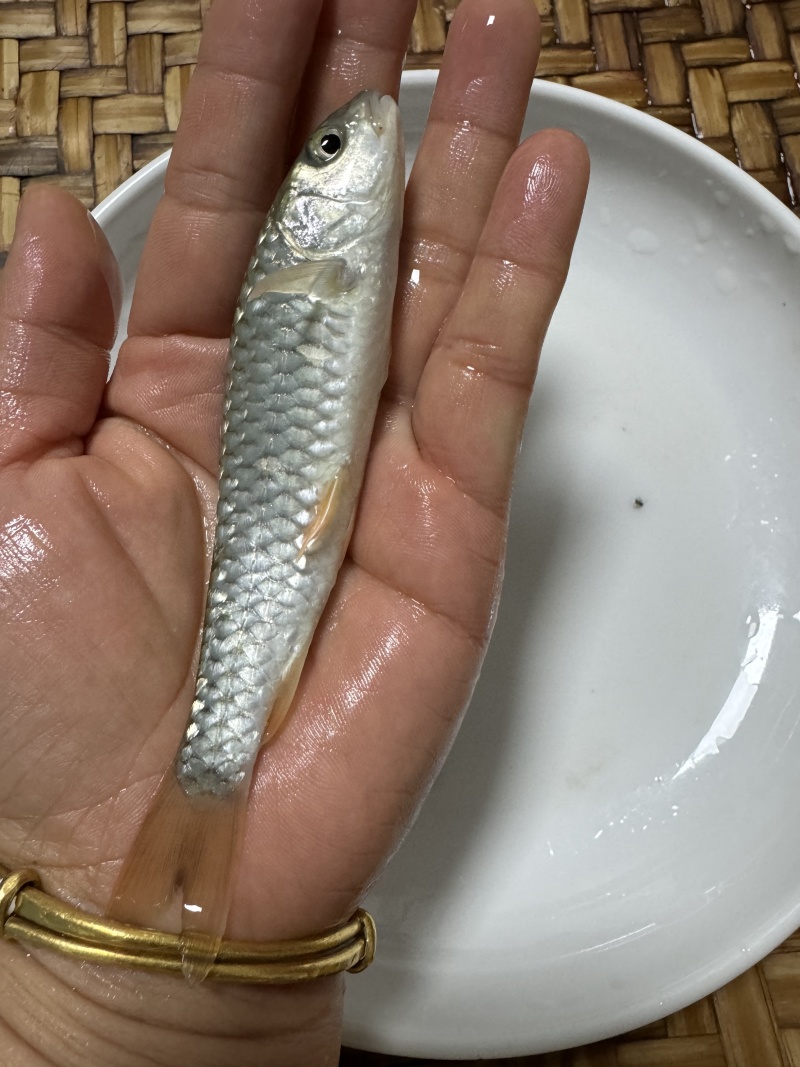 精选军鱼苗渔场直供，技术指导，量大优惠。存活率保障