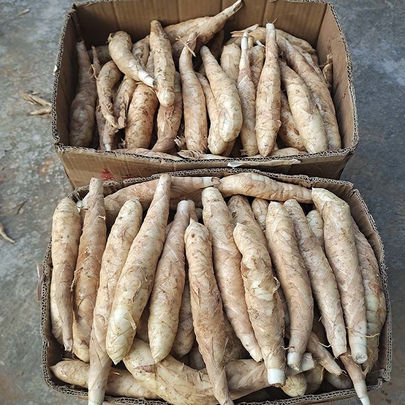 现挖冬粉薯广东竹薯新鲜竹芋竹根薯现发煲汤农家自种凉粉火锅食材