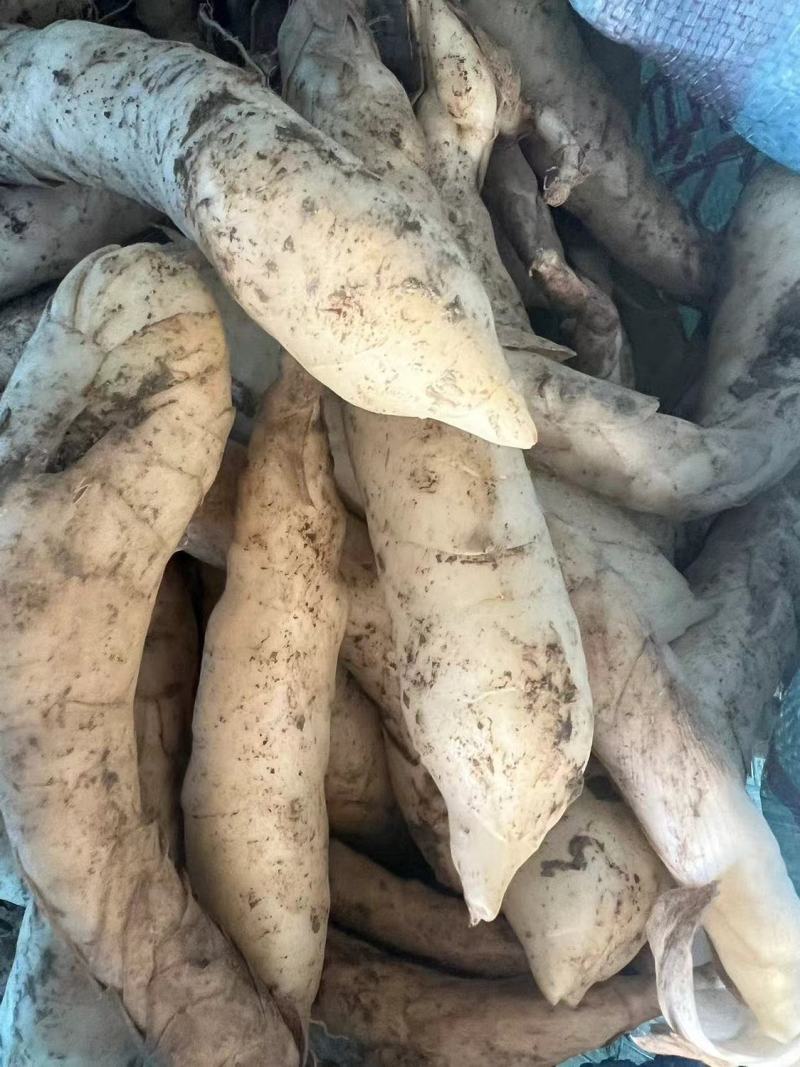 现挖冬粉薯广东竹薯新鲜竹芋竹根薯现发煲汤农家自种凉粉火锅食材