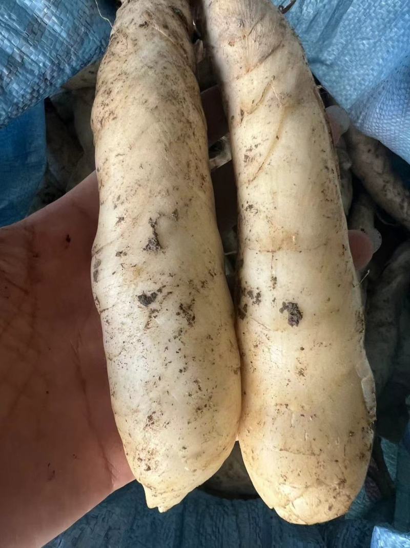 现挖冬粉薯广东竹薯新鲜竹芋竹根薯现发煲汤农家自种凉粉火锅