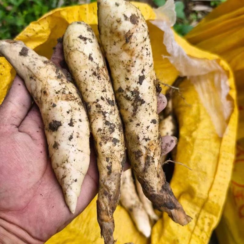 现挖冬粉薯广东竹薯新鲜竹芋竹根薯现发煲汤农家自种凉粉火锅