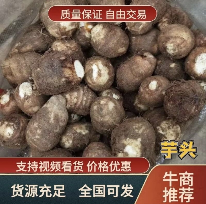 【市场电商工厂优选】山东8520毛芋头产地规格齐全品质