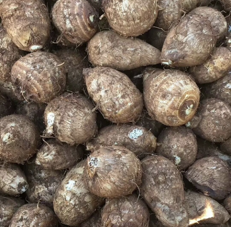 【市场电商工厂优选】山东8520毛芋头产地规格齐全品质
