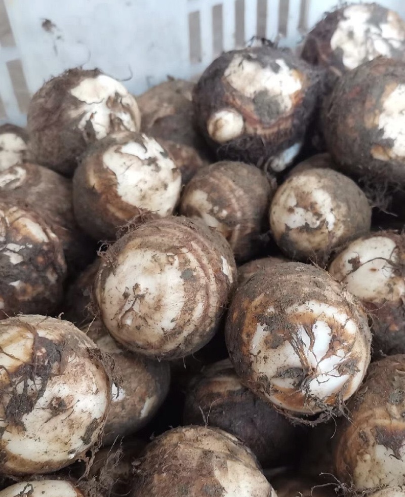 【市场电商工厂优选】山东8520毛芋头产地规格齐全品质