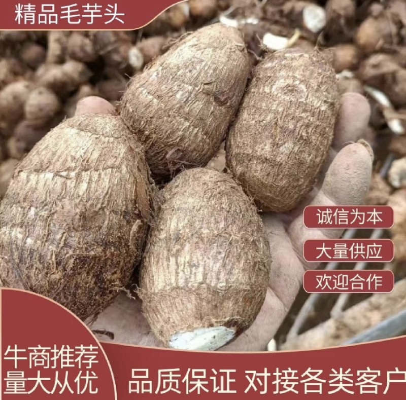 【市场电商工厂优选】山东8520毛芋头产地规格齐全品质