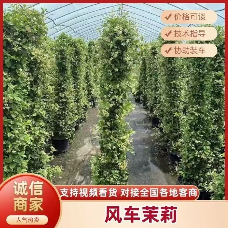 风车茉莉大苗庭院爬藤遮阳花架植物四季常青开花浓香耐寒