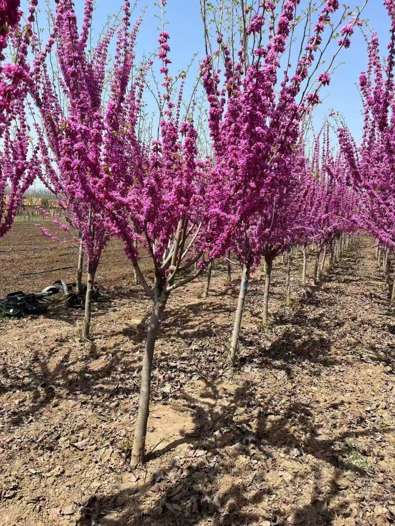 紫荆花树苗四季室外庭院开花紫荆树苗耐寒绿化工程苗南北方种